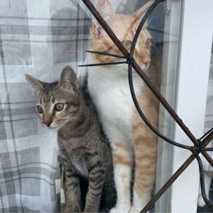 Angsumalin Sisuwan profile icon