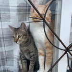 Angsumalin Sisuwan profile icon