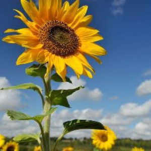 tunjung arumtika profile icon