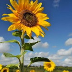 tunjung arumtika profile icon