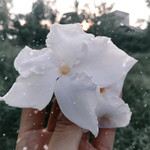 Norvina profile icon