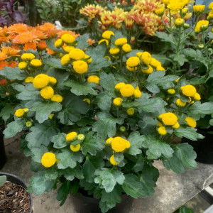 Krystal Claire profile icon