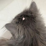 ฝน น. profile icon