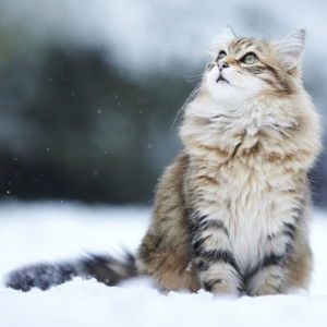 Yana Zahari profile icon