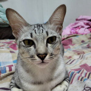 นิตติยา ริตตา profile icon