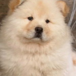มานิตา profile icon