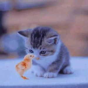 ฟัตตะห์ แปะอิง profile icon