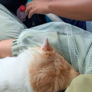 Intan Kurnia Sari profile icon