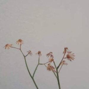 Siti Ulya profile icon