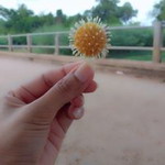 Orawan Ruangsiri profile icon