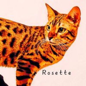 Sharihan Shahrudin profile icon