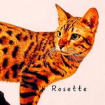 Sharihan Shahrudin profile icon