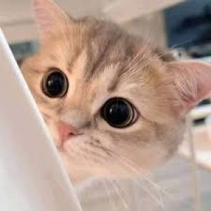 สุธินันท์ พลหาวงค์ profile icon