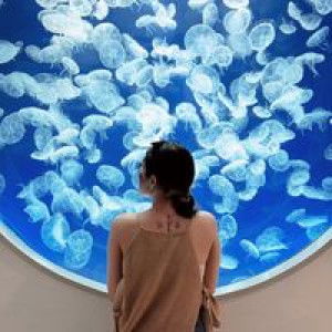 Pinyaphat Teeraareechot profile icon