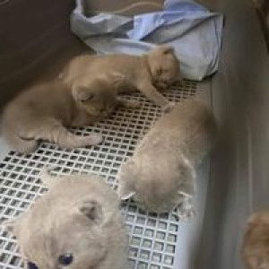 Hwan Chin profile icon