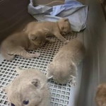 Hwan Chin profile icon