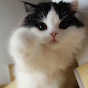 Duanghathai Khattiya profile icon