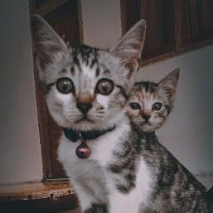 jazila rahma profile icon