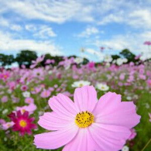 Siti Nurlaila profile icon