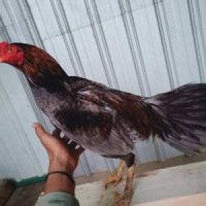 Harun Arif