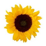 Senja profile icon