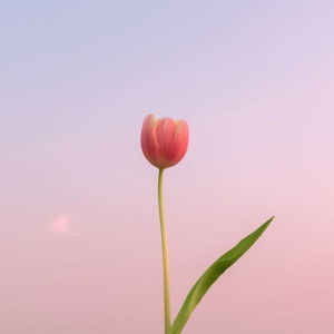 widya friska profile icon