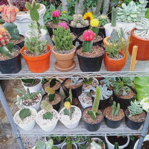 Ika Warita profile icon