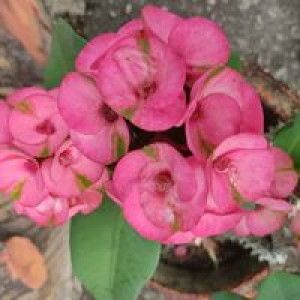 Qabsah Yumni profile icon