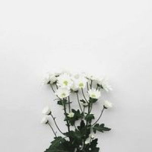 Fatimah Seedek profile icon