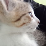 Sarah Solehah profile icon