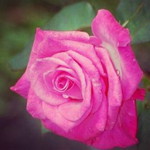 sumayyah yahaya khan profile icon