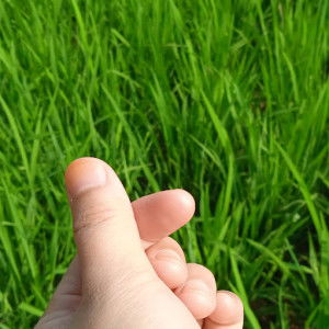 sofy mubarok profile icon