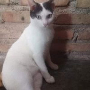 Kiara Azkia profile icon