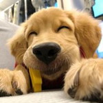 Netnaree Petboot profile icon