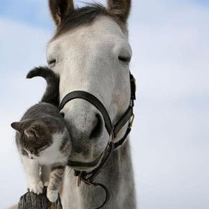 Gladi SYN profile icon