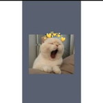 sy_ lusi profile icon