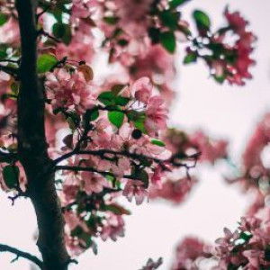 Noorul Sameema profile icon