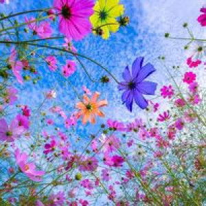 Erin Safitri profile icon