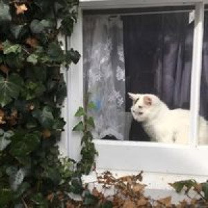 Afwanee profile icon