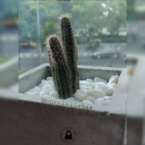 Nurul Alisha Syarifuddin profile icon