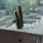 Nurul Alisha Syarifuddin profile icon