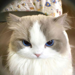 Reka Nindiyarni profile icon