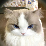 Reka Nindiyarni profile icon