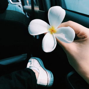 Aribah Roviana profile icon