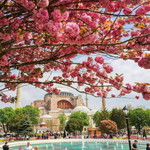 AyaShaffiya profile icon