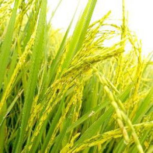 Farhana Ismail profile icon