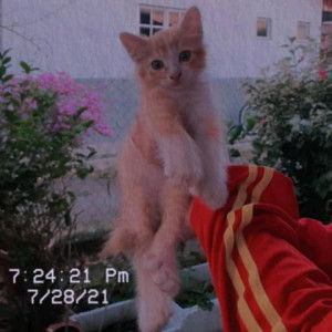 nur ainun profile icon