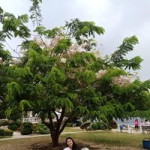 Mieshind Faith Sabalza Tiston profile icon