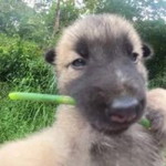 KB Bell profile icon