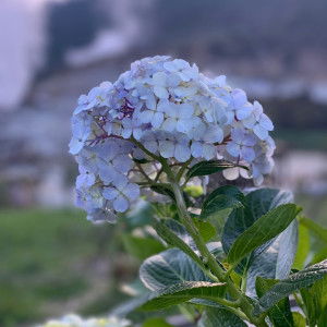 firda areza profile icon